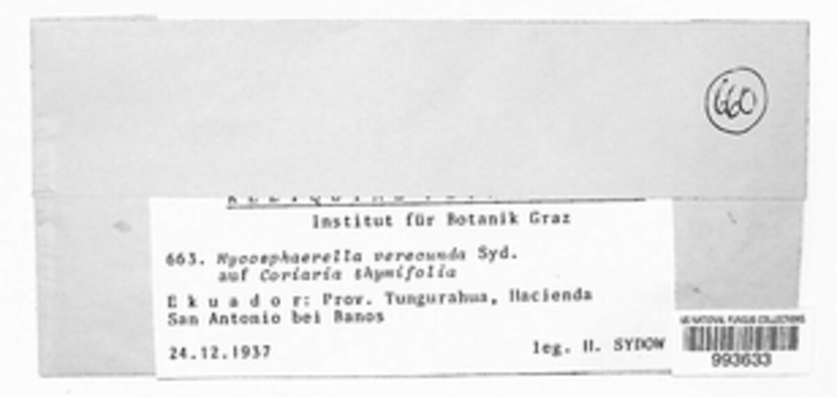 Mycosphaerella verecunda image